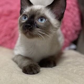 人も猫も大好き❤あめくん2ヶ月半の男の子