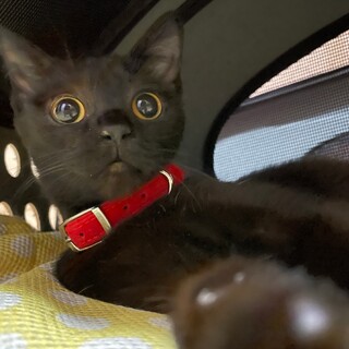 SOS!　大至急里親様募集!