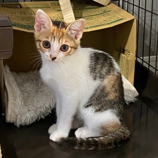 さみしがりやさんな女の子❤︎ローラちゃん