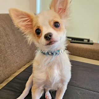 甘えん坊おっとりなチワワ子犬♂