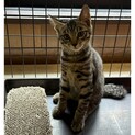 キジ子猫、あなご君