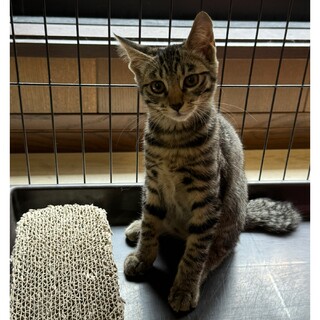 キジ子猫、あなご君