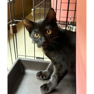 くろ子猫、うなぎ君