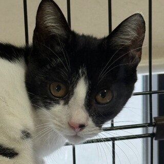 性格キツめ子猫、とびこちゃん