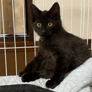 ふわふわ黒子猫、みろ君