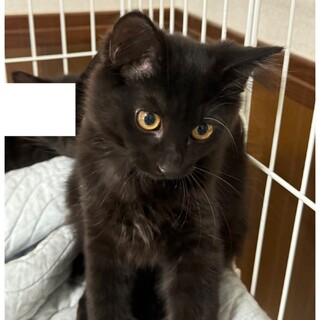 ふわふわ黒子猫、まろ君