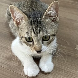 三重県桑名市8月18日(日)リトルパウエイド譲渡会 サムネイル2