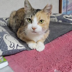 三重県桑名市8月18日(日)リトルパウエイド譲渡会 サムネイル3