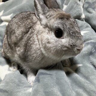 ネザーランドドワーフふわふわの男の子です。