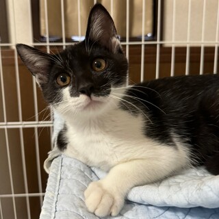 人馴れ抜群な子猫！ろみ君