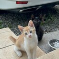 雑種の子猫 ヤンチャな男の子です