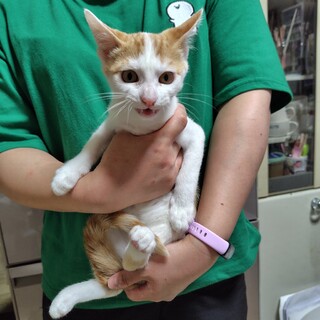 みたらしファミリー★蘭丸★白多めの茶白