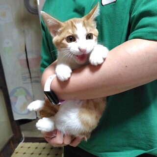 みたらしファミリー★茶々丸★茶色多めの茶白