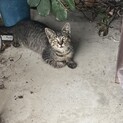 里親さん募集中です