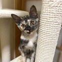 3カ月半★猫も人も好きなサビ猫ちゃんです