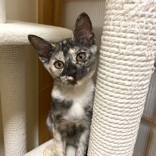 3カ月半★猫も人も好きなサビ猫ちゃんです