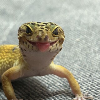 【応募多数のため募集停止】ヒョウモントカゲモドキ