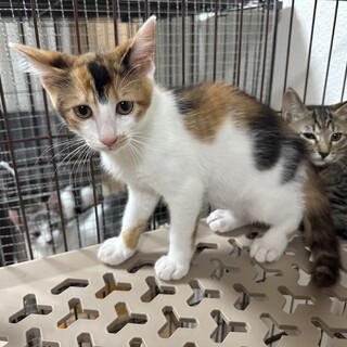 元気でやんちゃな 三毛猫」大阪府 - 猫の里親募集(496995