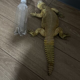 エジプトトゲオアガマ