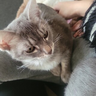 里親さん募集(*^^*)