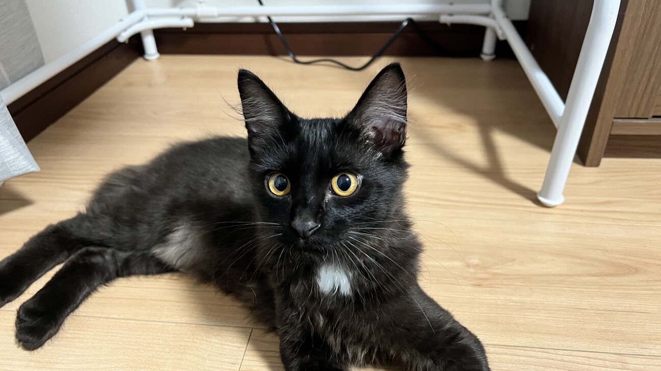 ジャック（黒猫） :: ペットのおうち【里親決定30万頭！】