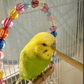 可愛いセキセイインコ