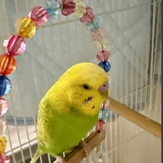 可愛いセキセイインコ