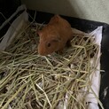 モルモット