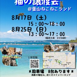 可愛いばかりの保護猫譲渡会