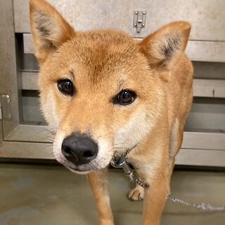 【相談中】新しい家族を探します！　柴犬北斗くん