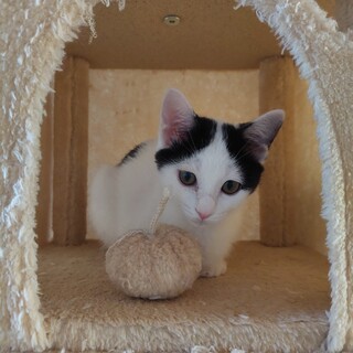 みんなメロメロ♡ポチャコ