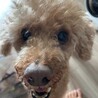 の写真