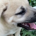 生後2ヶ月の仔犬をもらってください