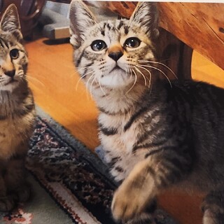 ２匹のかわいい子猫