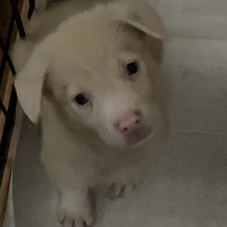 一旦募集停止珍しいアルビノのサニーくん