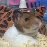 ごあら