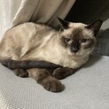 シャム系雑 メス 1歳位