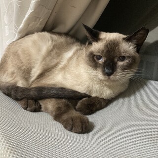 シャム系雑 メス 1歳位