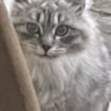 若いママねこ９月に去勢してからお渡しします