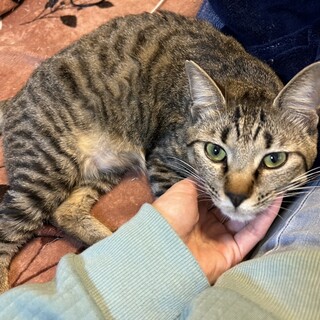 マリネくん、トライヤル中