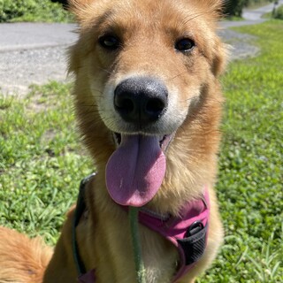人と犬が大好き☆ドラコくん