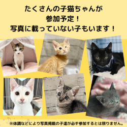 子猫と犬と成猫の店内譲渡会 サムネイル2