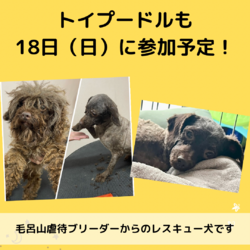 子猫と犬と成猫の店内譲渡会 サムネイル3