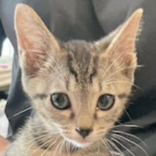 譲渡決定【かぼす】キジ柄で人が大好きな男の子♪