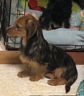 ルピー♡ワイヤーダックス」埼玉県 - 犬の里親募集(497037) 3枚目の