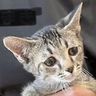 譲渡決定【ちまき】ちょっと垂れ目な女の子♪