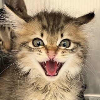 譲渡決定【ゆず】綺麗な長毛キジの女の子♪