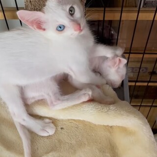 9/1ナナくん譲渡決定有り難うございました