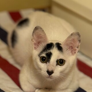 近所で保護した甘えん坊の男の子です