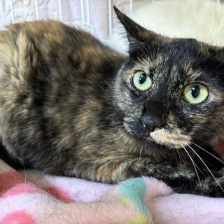 きれいなサビねこ・なつみちゃん